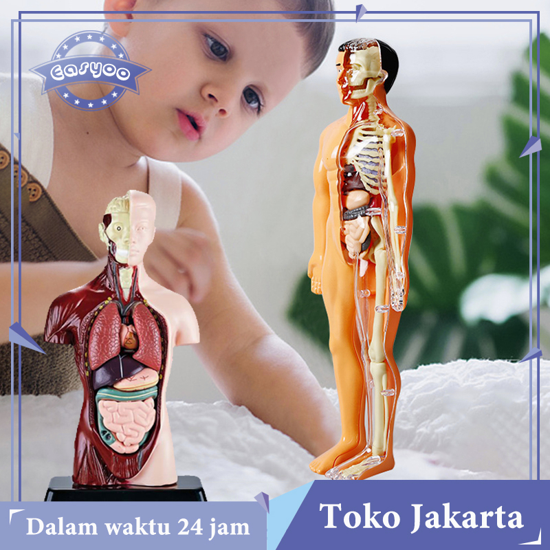 Model Kerangka Manusia Mainan Rakitan Model Peraga Anatomi Tubuh Manusia