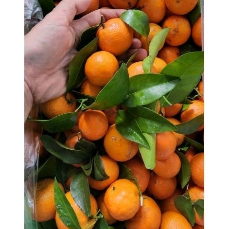 

JERUK SHANTANG PAKET GROSIR