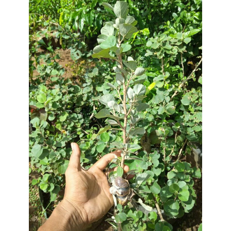 Bibit waru jepang original bonsai 30cm