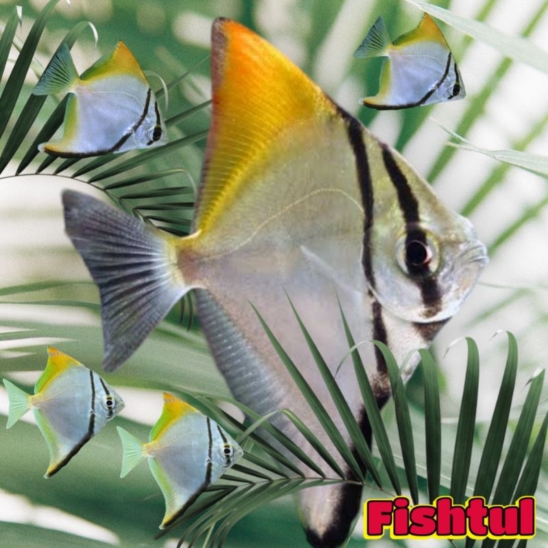 Cichlid Tankmate Monodactylus