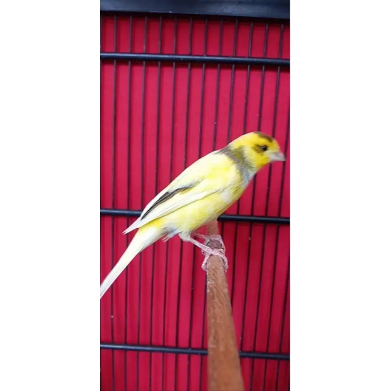 KENARI LOPER GACORAN