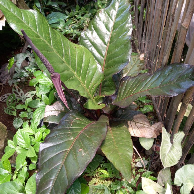 Anturium hokeri black