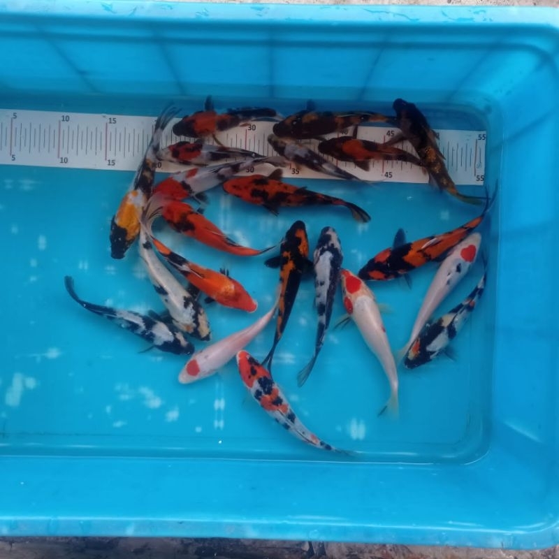 bibit koi ukuran 5-7cm (paket 10) + BONUS INDUKAN IMPORT X BLITAR