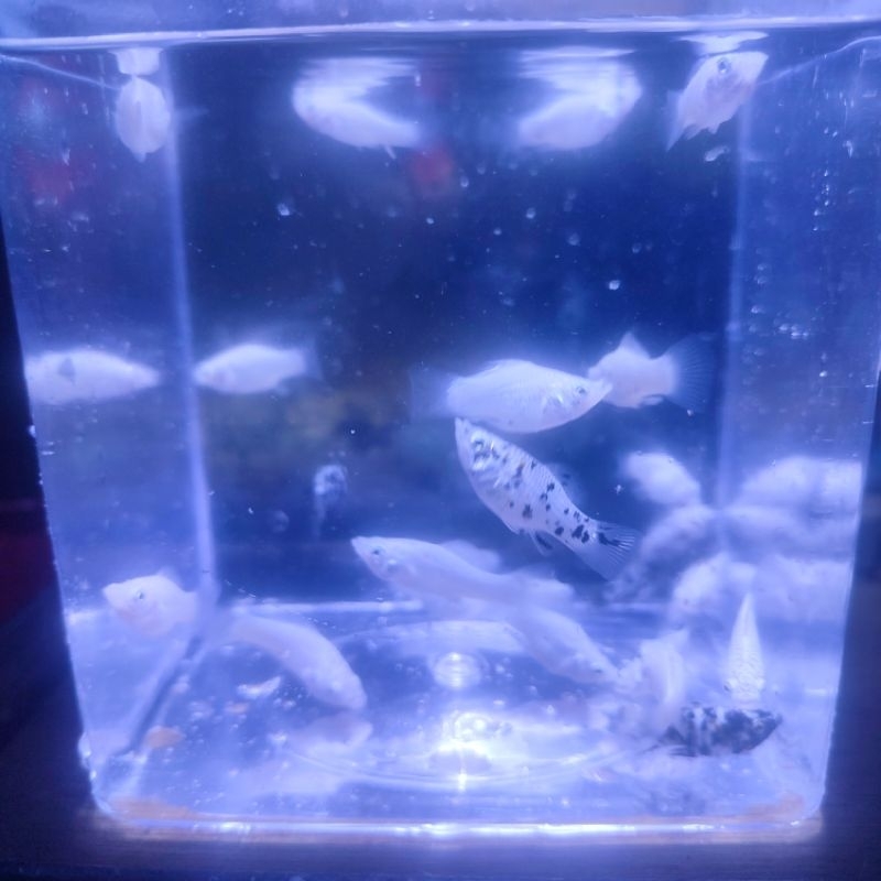 

Ikan Molly Marble / Molly marbel / Molly platinum