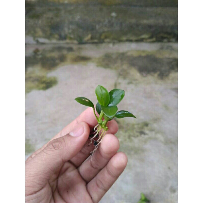 Anubias Petit