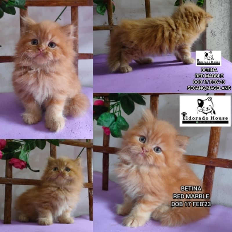 Open Adopt Kucing Persia Betina Peaknose x Flatnose Bigbone