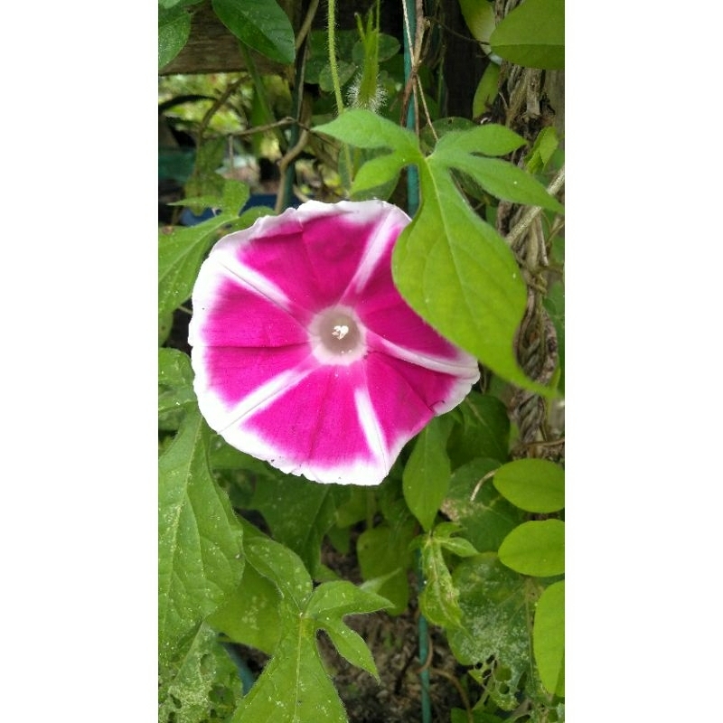 Morning Glory Yujiro Pink