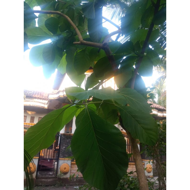 

daun jati segar 1 lembar//langsung dari kebun