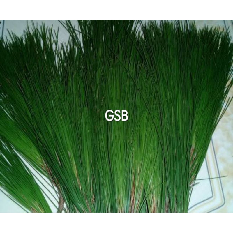 

Daun pinus segar herbal store petik langsung 1 kg