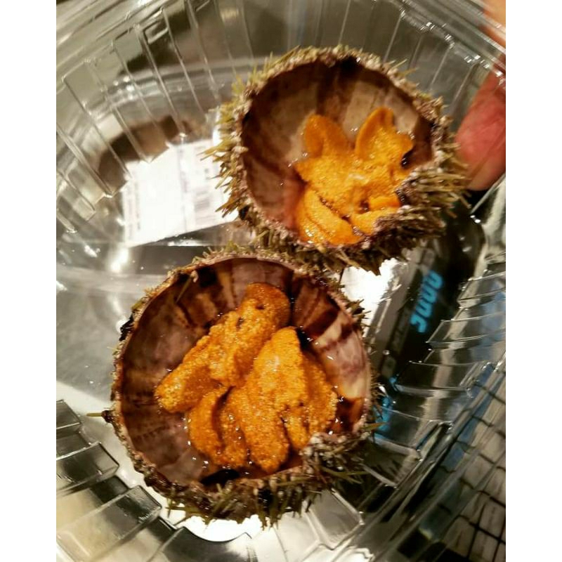 

SEA URCHIN/TELUR LANDAK LAUT FRESS
