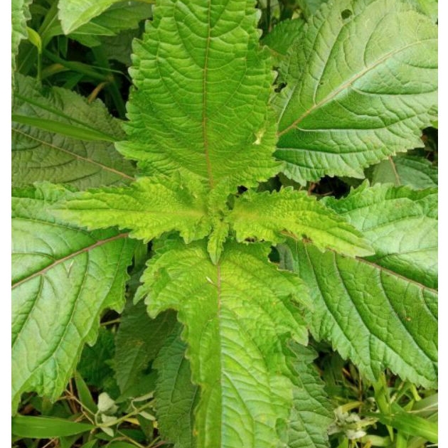 

Daun Rumput Knop Kondisi Segar - PETIK LANGSUNG ( 1 kg )