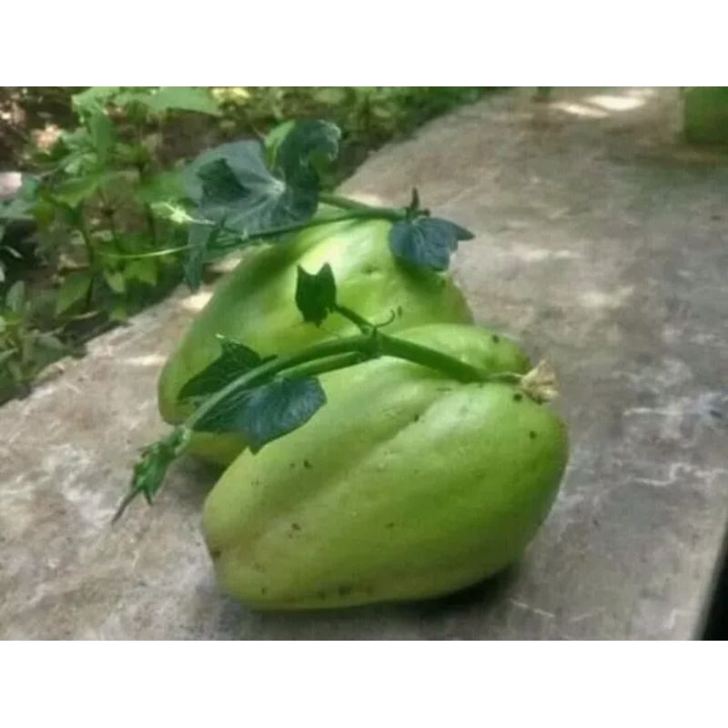 bibit labu siam/jipang