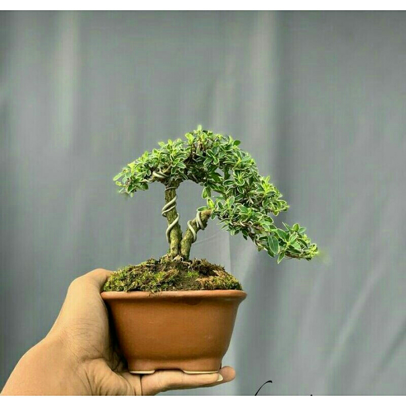 Tanaman bonsai mini mirten hingkip sudah jadi tinggal display