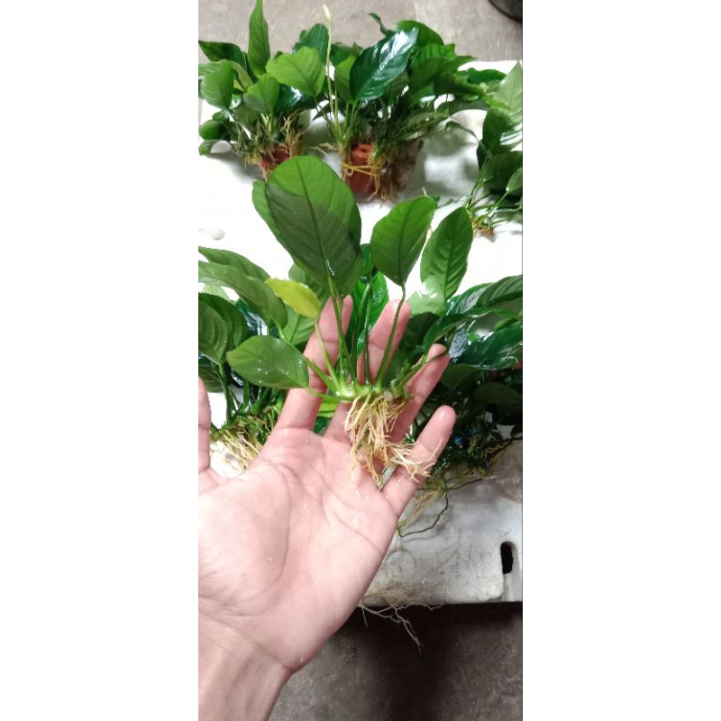 Anubias nana ukuran M