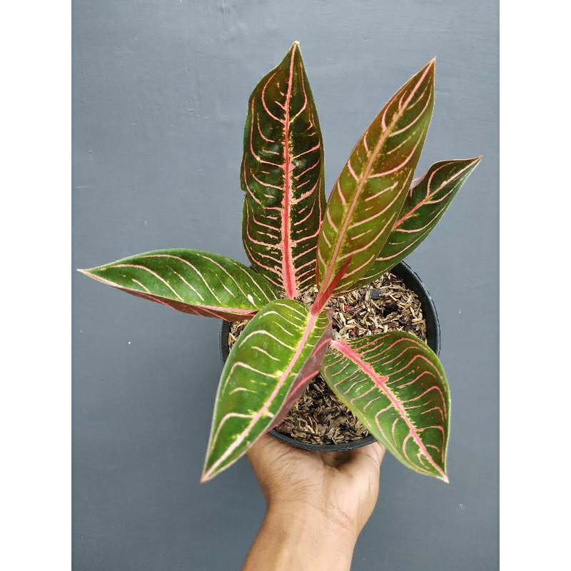 Aglonema Pride Of Sumatra