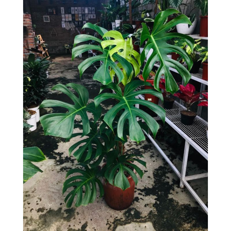 Monstera king brazilian tinggi up 1meter / Monstera brazilian / monstera kekinian