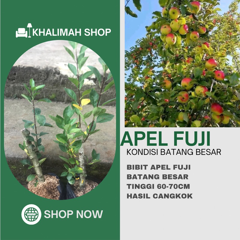 Bibit Apel Fuji Kondisi Batang Besar
