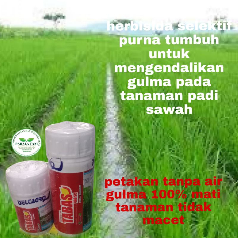 TABAS 400 SC/herbisida rumput/obat rumput/obat rumput sawah/gulma berdaun lebar/gulma berdaun sempit
