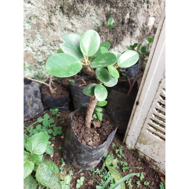 bahan bonsai beringin dolar (ficus microcarpa) ficus coreana