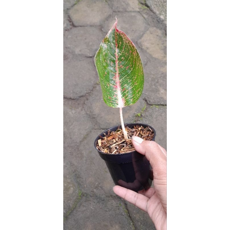 Aglonema Sinta (Size Baby Daun 1+)
