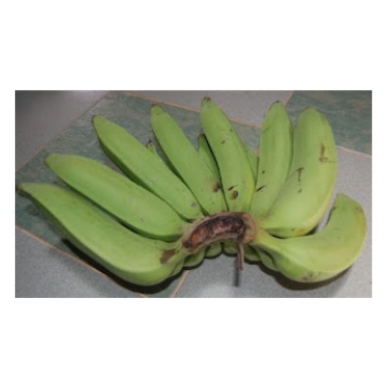 

Pisang Nangka Fresh (Buat aneka Gorengan dan keripik)
