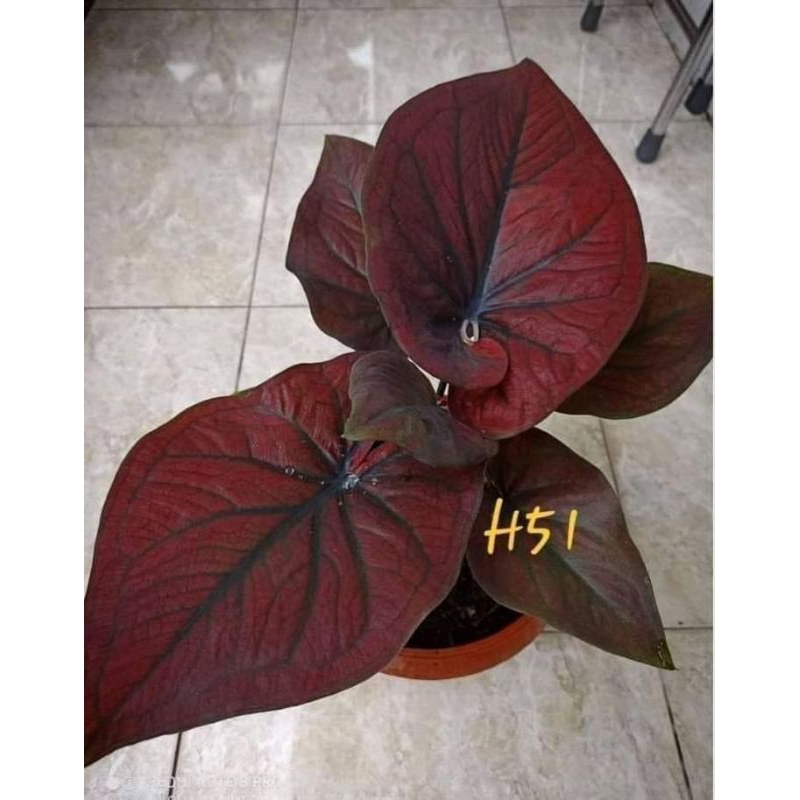 Bibit Caladium H51 / Bibit Caladium Black Copper Thai Series