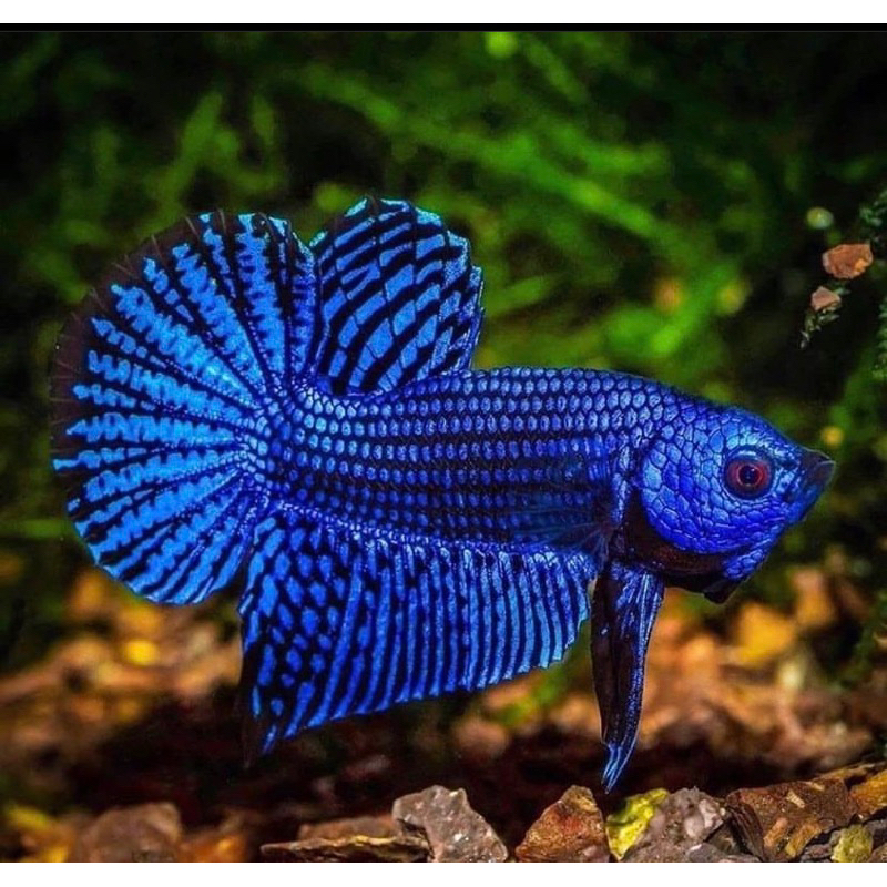 cupang plakat alien blue, warna biru unik, paling galak dan istimewa