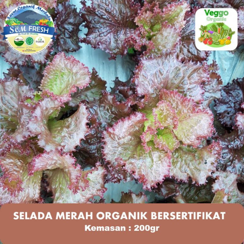 

Selada merah organik