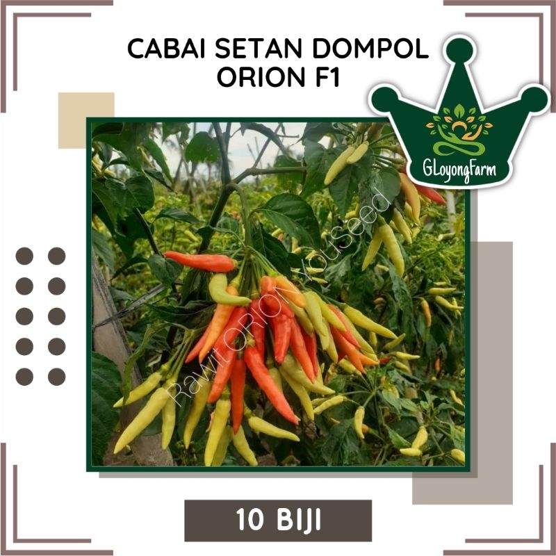 Bibit Cabe Rawit Dompol Orion F1 Tahan Virus - Benih Cabai Unggul