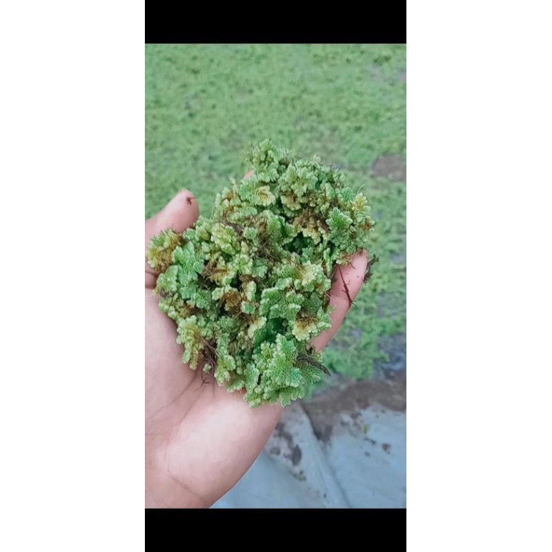 Azolla pakan alternatif ternak ayam, bebek dan lele