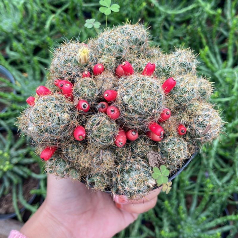 Kaktus Mammilaria Prolifera Kaktus Cabai