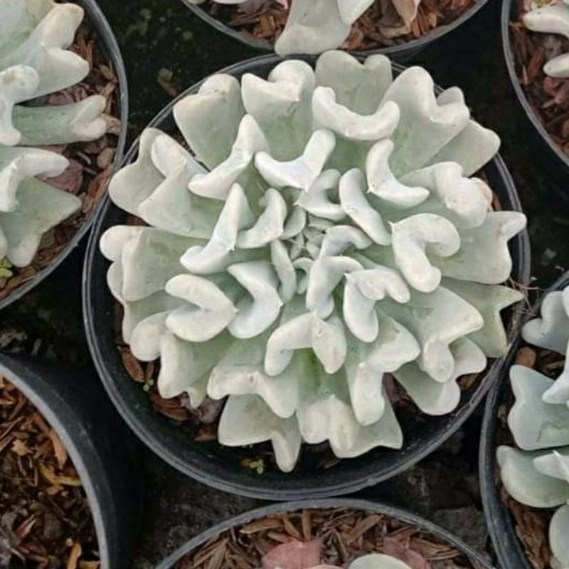 Sukulen Echeveria Topsy Turvy