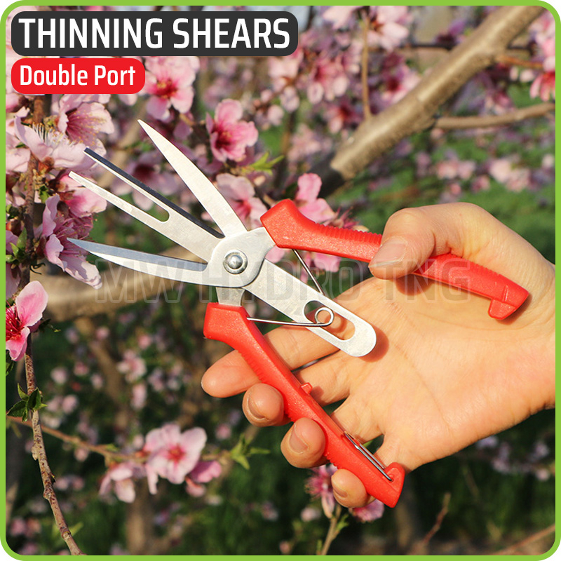 Gunting Penjarangan Buah - Double Port Flower &amp; Fruit Thinning Shears