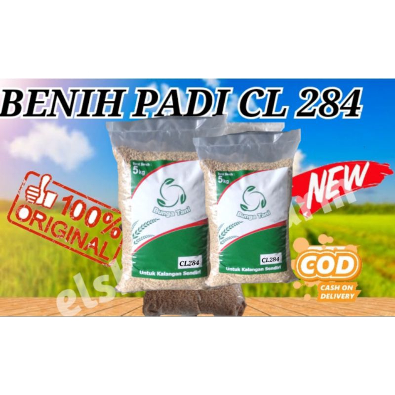 BENIH PADI CL284 5KG NEW