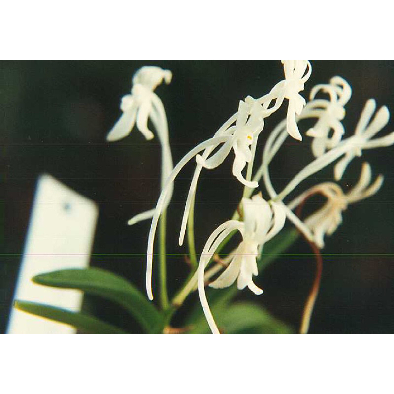 Anggrek Vanda Falcata | Neofinetia Falcata