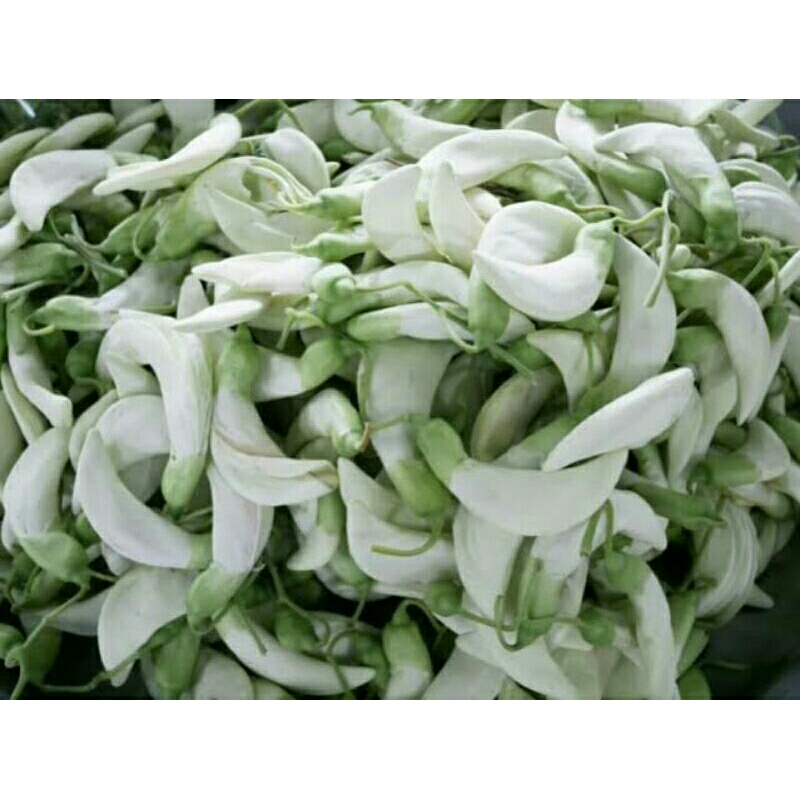 

turi putih 1kg