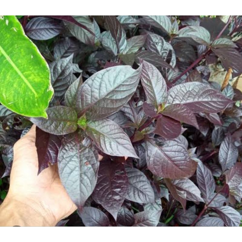 

Daun handelem daun herbal berat 100g