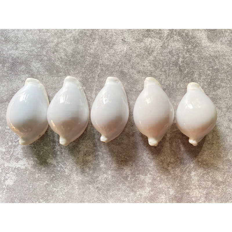 OVULA OVUM SHELL CYPRAEA PUTIH / KUWUK PUTIH