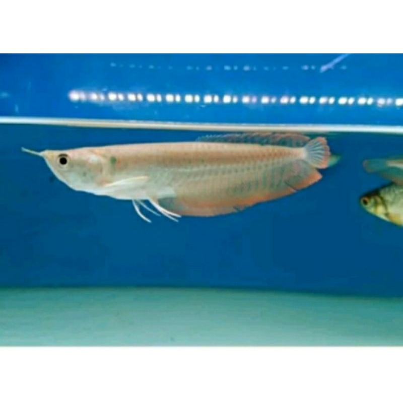 arwana silper red size 11-12 cm