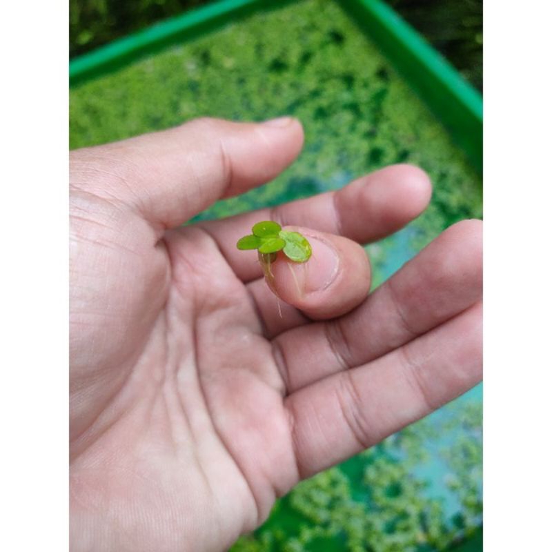 Spirodela tanaman air