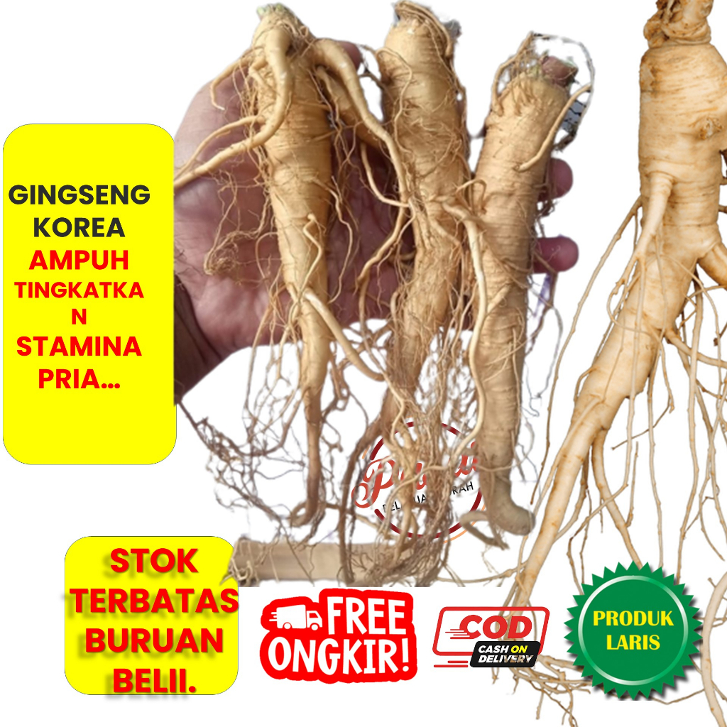 PRODUK TERBARU GINGSENG KOREA GINGSENG MERAH Gingseng asli korea Gingseng stamina Gingseng Jawa