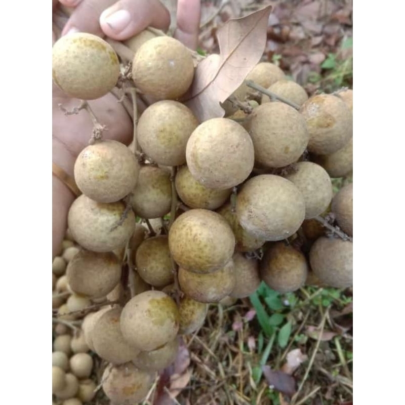 

BUAH KLENGKENG,KLENGKENG ITOH SUPER ASLI SUMBERAGUNG NGARINGAN 500 GRAM