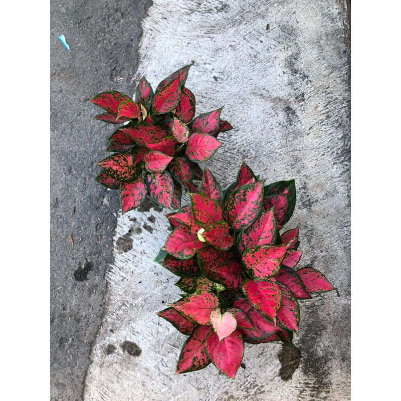 Aglaonema Dud Anjamani Rumpun