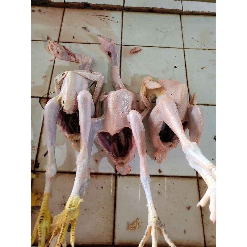 

Ayam kampung Asli