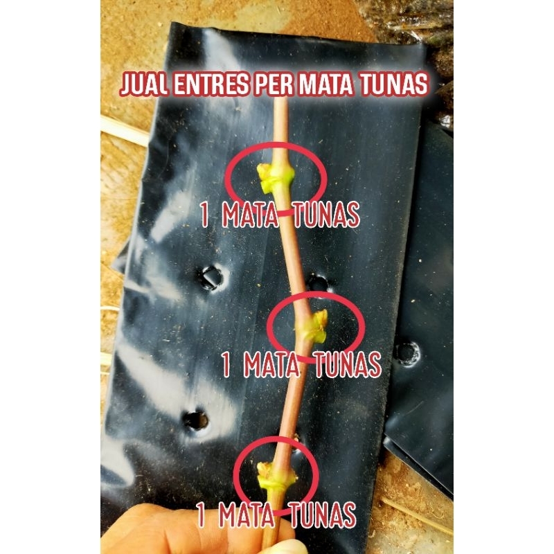 Entres Anggur Import Segar