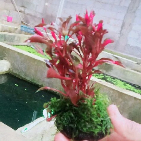 tricolour red aquascape plus mos