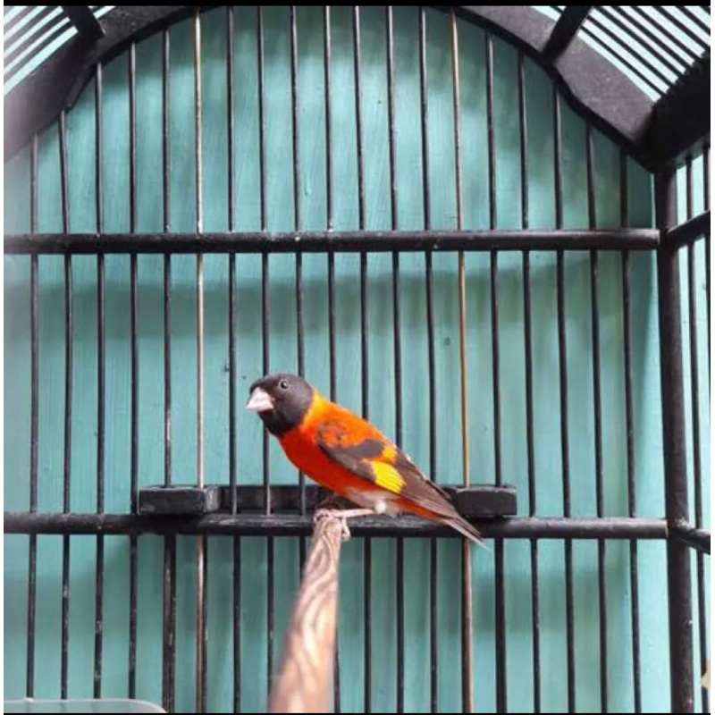 Burung Red Siskin Gacoran