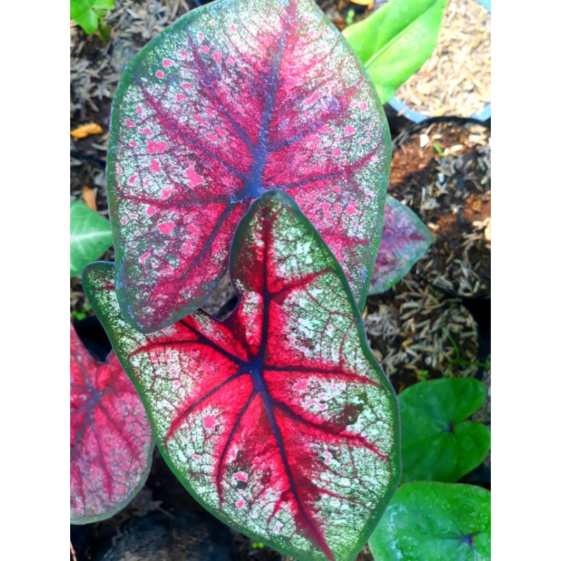 tanaman hias hidup bunga caladium hybrite 19