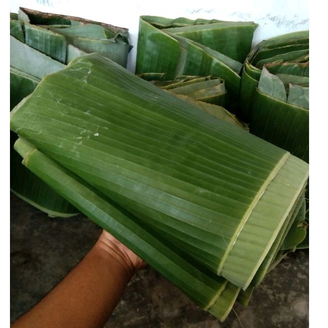 

DAUN PISANG SEGAR