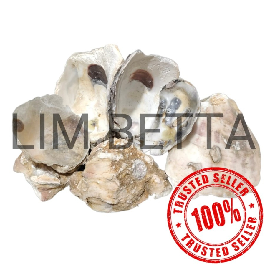 OYSTER SHELL 500 GRAM KULIT KERANG SUPER GRADE MEDIA FILTER AQUARIUM